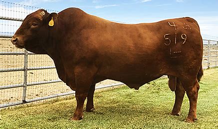 Cedar Hill Farm was established in 1984 in Greenback, Tennessee. . Top beefmaster bulls